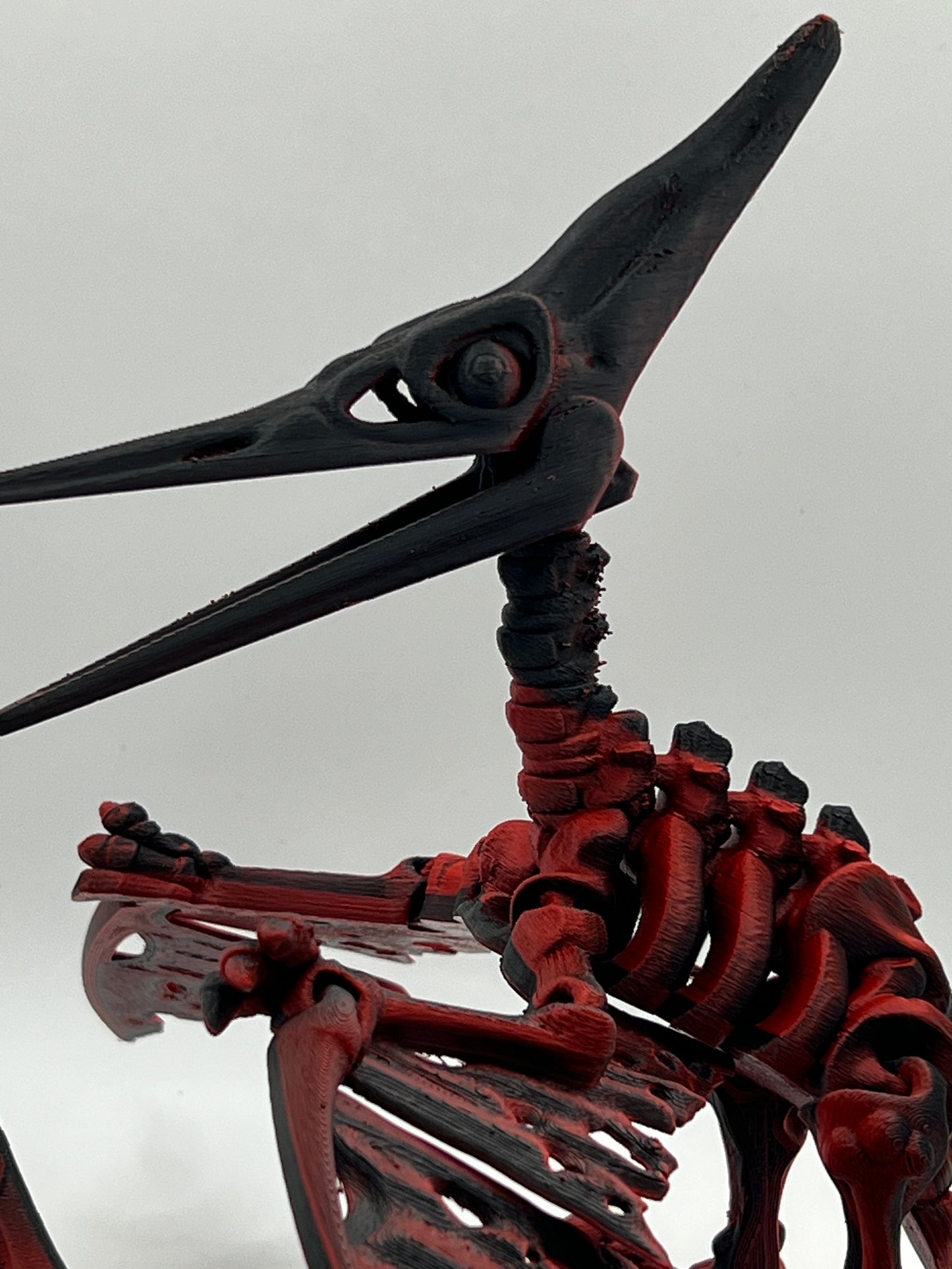 Skeleton Pteranodon